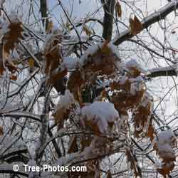 Oaks: Red Oak Tree Leaves in Winter
