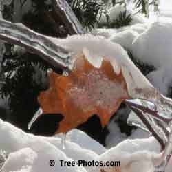 Pictures of Oak Trees: Winter Red Oak Leaf after Ice Storm Closed Up Photo