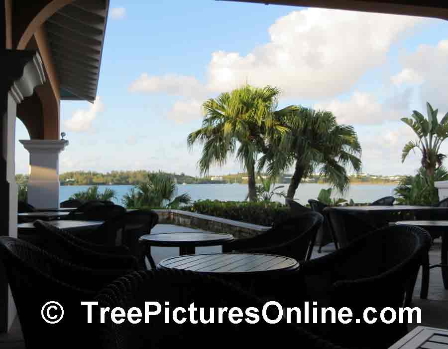 Palm Tree: View of Palm Trees At Vacation Resort in Bermuda