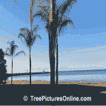 Pictures of Trees: Sandy Beach Palm Trees