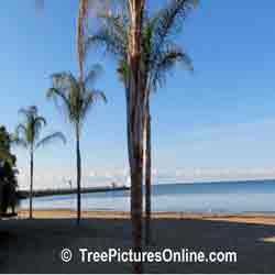 Palm: Beach Palm Trees