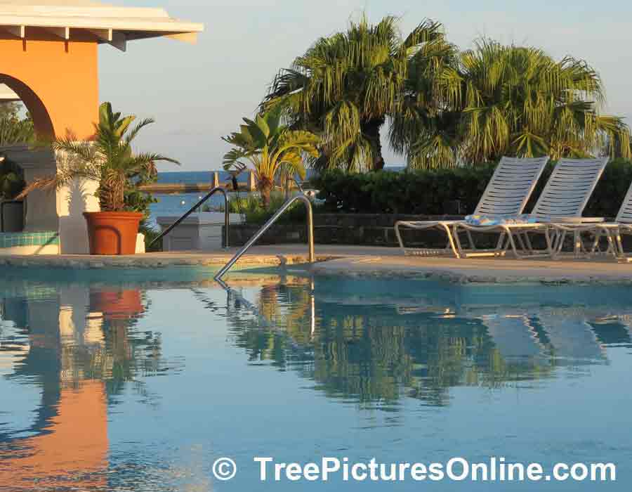 Palm Tree Reflections in Pool, Grotto Bay Beach Resort, Bermuda