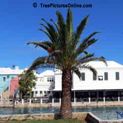 Palm Trees, Close Up Picture of Palm Tree Growth, Image of Palm Tree Growth, Palm Tree Leaves, Bermuda