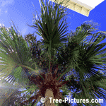 Palm Tree, Underside of Palm Leaves | Tree+Palm+Leaves @ Tree-Pictures.com