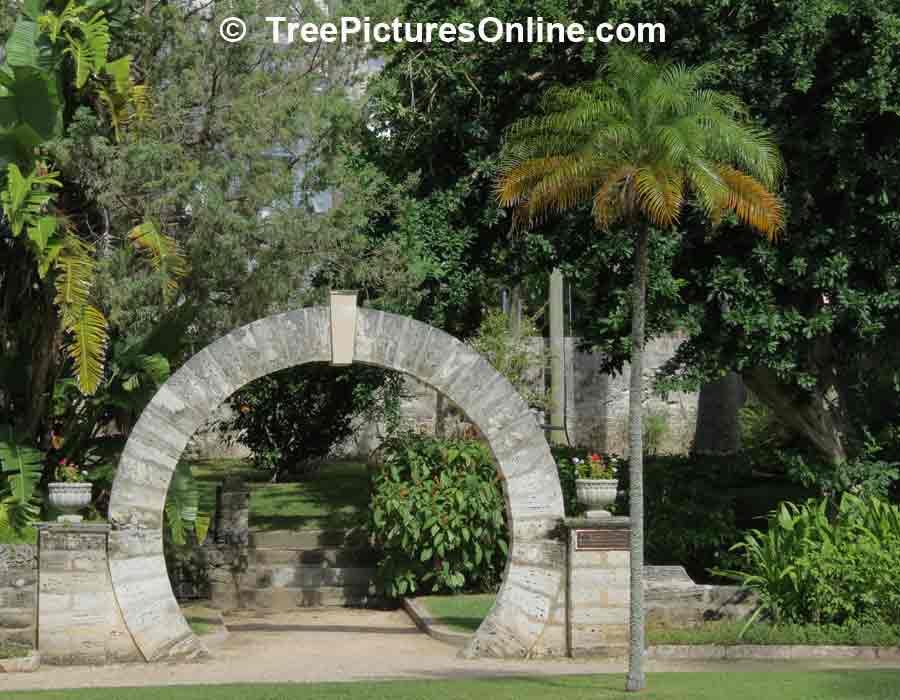 Palm Tree: Palm Tree Garden Landscape With Bermudian Moongate 