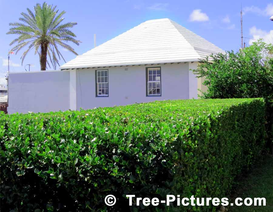 Palms: Tall Palm Tree Overlooking White Bermuda House