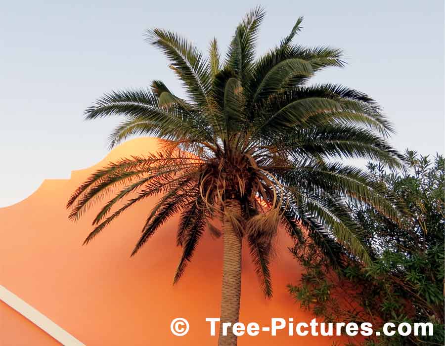Palm: Mature Palm Tree Bermuda