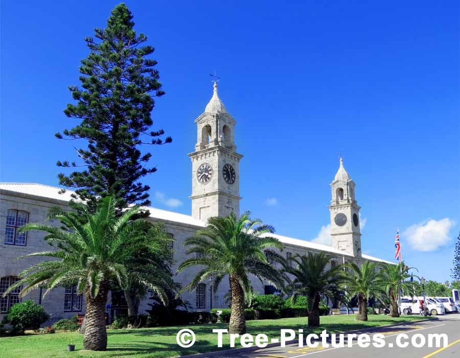 Palms; Palm Trees Dockyards Market Place, Bermuda