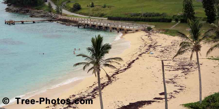 Palm Trees on the Beach St Catherines, Bermuda