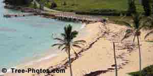 Palm Trees on the Beach St Catherines, Bermuda