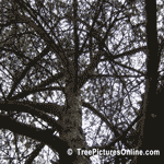 Tree Pictures; Picture of Scotch Pine Type Tree Trunk & Branches