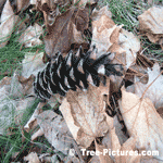 Pine Cone Fallen From A Pine Tree | Tree+Pine+Cone @ Tree-Pictures.com