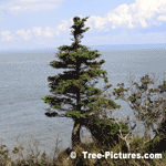 Pine: Pine Tree on Bay of Fundy, New Brunswick, Canada | Tree+Pine @ Tree-Pictures.com