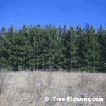 Pine Tree Forest | Tree+Pine+Forest @ Tree-Pictures.com