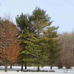 Pine Tree Pictures: White Pine Tree Variety