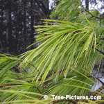 White Pine, Needles of the White Pine Tree | Tree+Pine+White+Needles @ Tree-Pictures.com