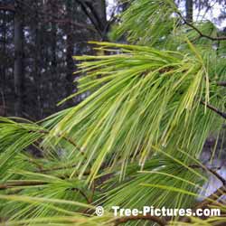 White Pine, Needles of the White Pine Tree