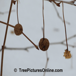 Sycamore Tree Fruit | Tree+Sycamore+Fruit @ Tree-Pictures.com