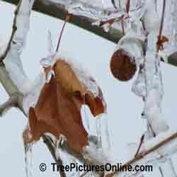 Sycamore Tree Fruit: Winter Picture of Sycamore Fruit