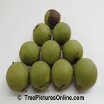 Black Walnut Tree; Picture of Walnuts with Green Husks