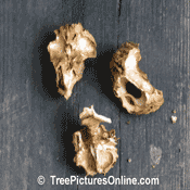 Walnut Tree Pictures; Broken Black Walnuts