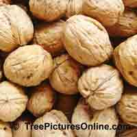Walnuts Tree Pictures: Walnut Tree Nut Fruit
