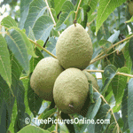 Walnut Tree Picture; 3 Green Walnuts