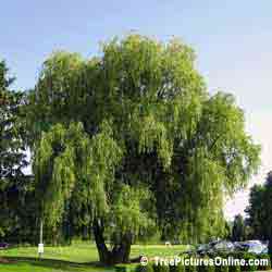 Willows: Lake Willow Tree | Tree:Willow @ TreePicturesOnline.com