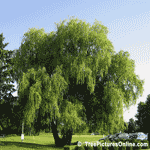 Impressive Willow Tree on the Golf Course | Tree+Willow @ Tree-Pictures.com
