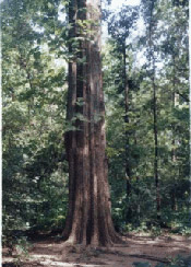 indian teak tree