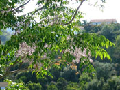 Indian Bead Tree