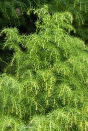 japanese cedar branches