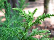 japanese cedar