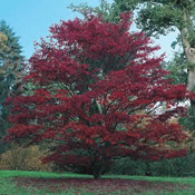 japanese maple