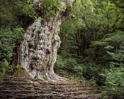 japanese cedar tree