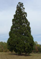 japanese cedar