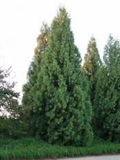 japanese cedar tree