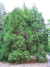 japanese cedar trees