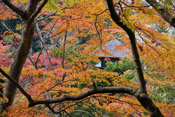 japanese maple tree