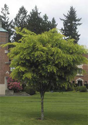 japanese zelkova tree