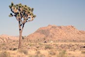 joshua tree