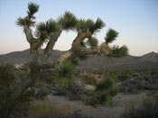 joshua tree photo