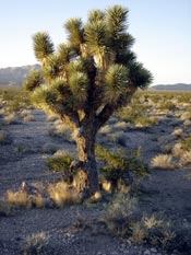 joshua tree