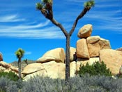 joshua tree image