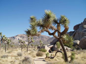 joshua tree