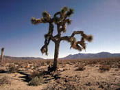 joshua tree