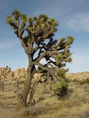 Joshua Tree Picture