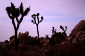 joshua trees