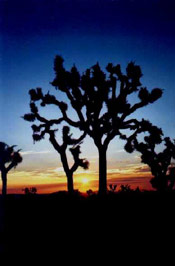 joshua tree