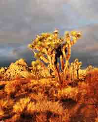 joshua tree image